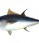 Tuńczyk błękitnopłetwy
