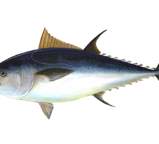 Tuńczyk błękitnopłetwy