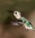 Koliberek Hawański